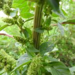 Amaranthus retroflexus