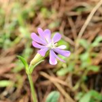 Silene colorata