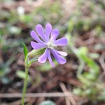 Silene colorata