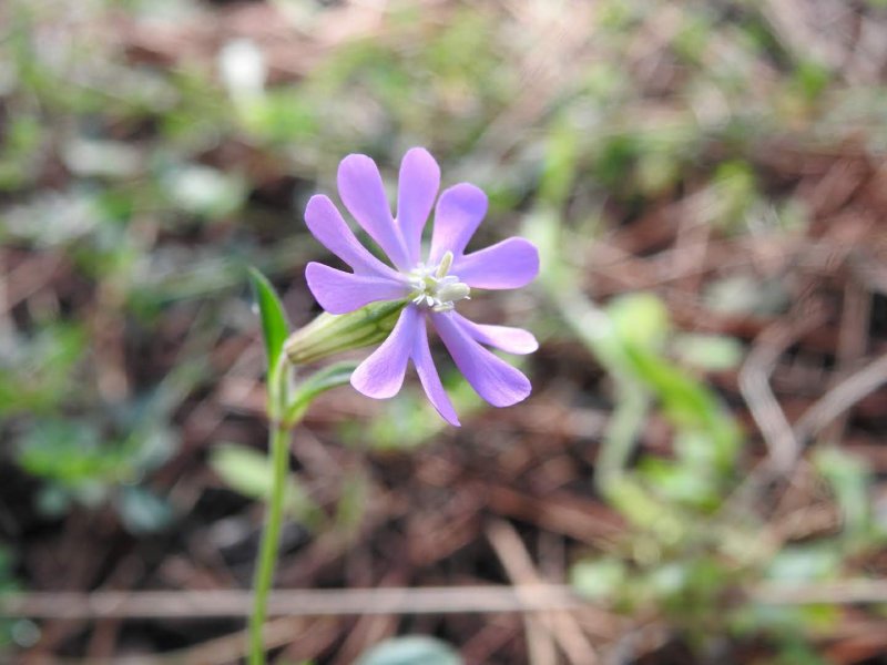 Silene colorata