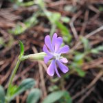 Silene colorata