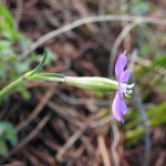 Silene colorata