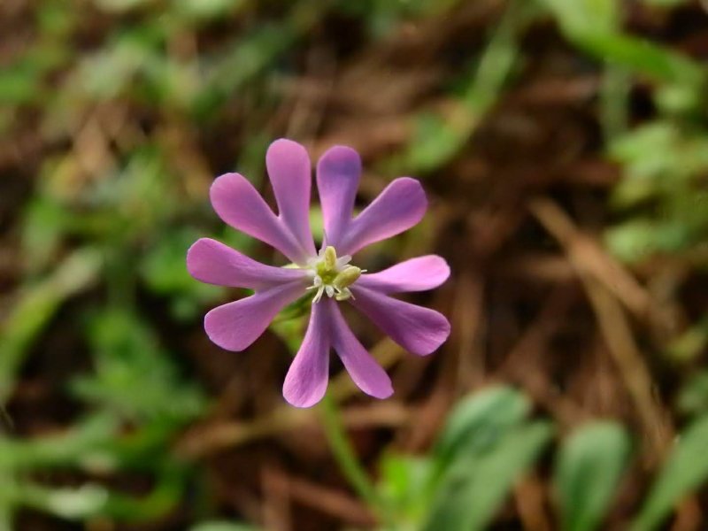 Silene colorata