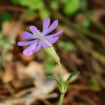 Silene colorata