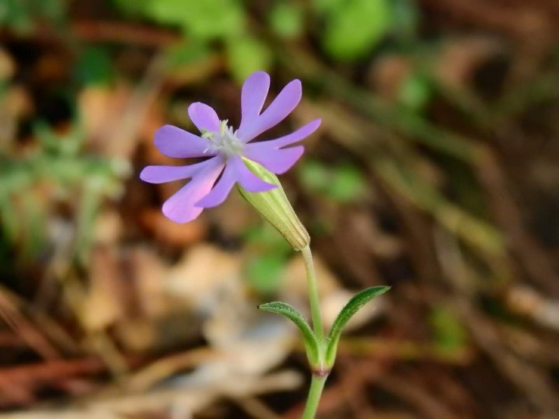 Silene colorata