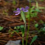 Silene colorata