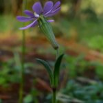 Silene colorata