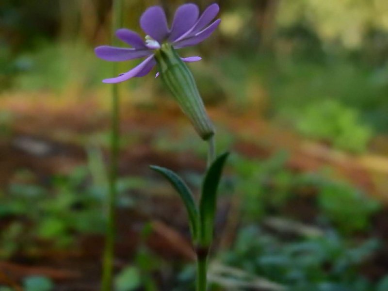 Silene colorata