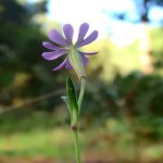 Silene colorata