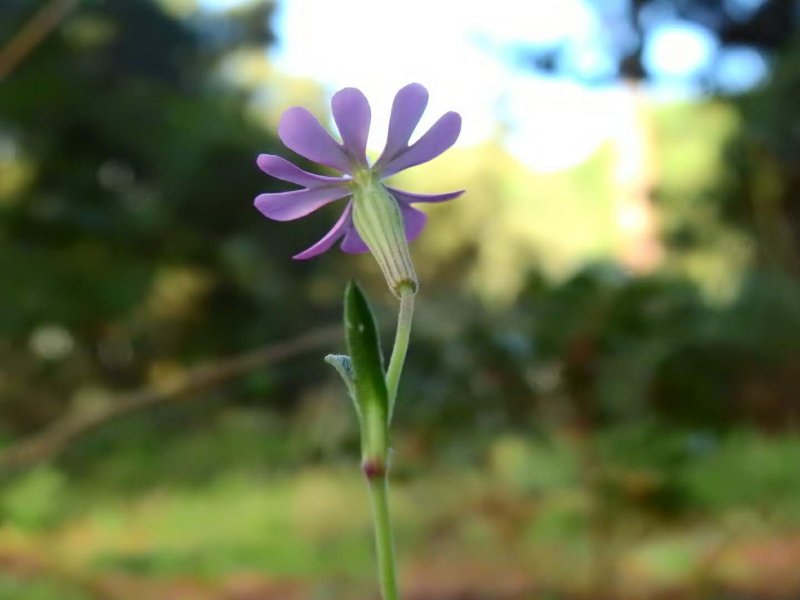 Silene colorata