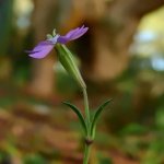 Silene colorata