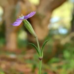 Silene colorata