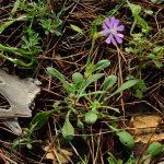 Silene colorata