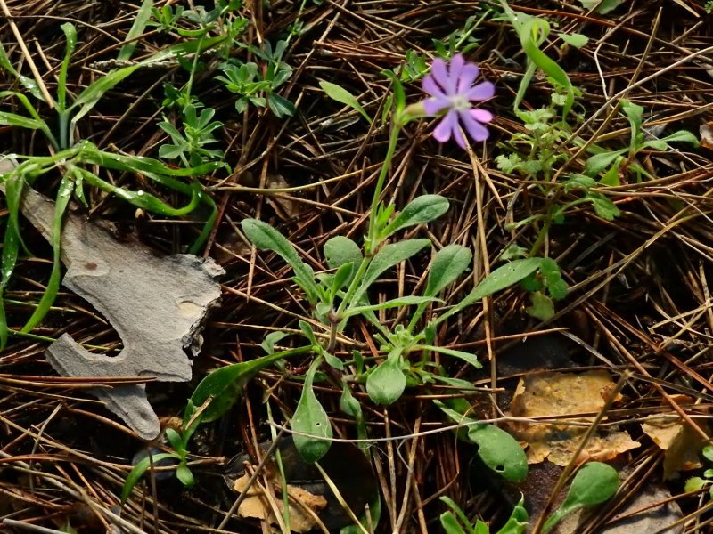 Silene colorata