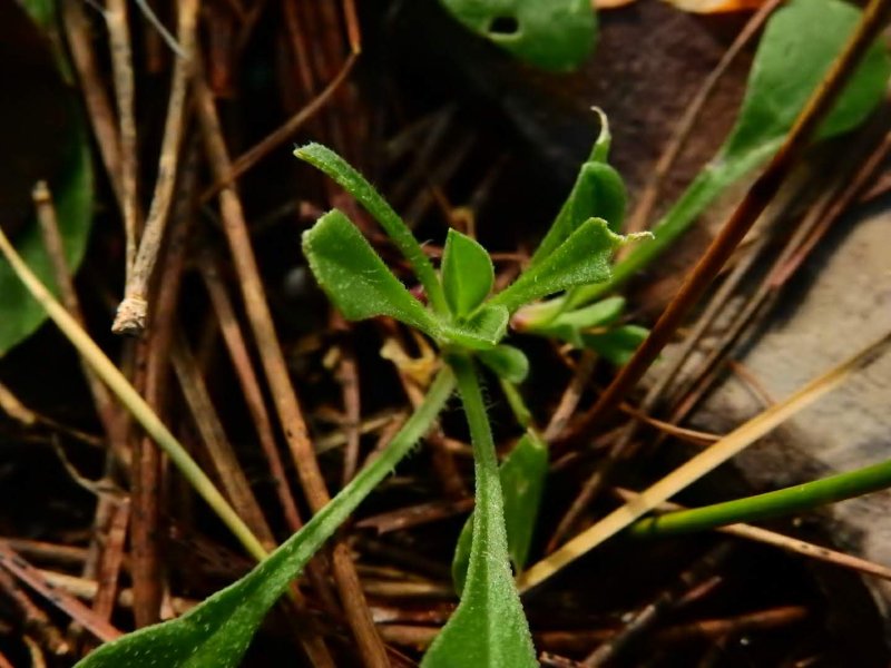 Silene colorata