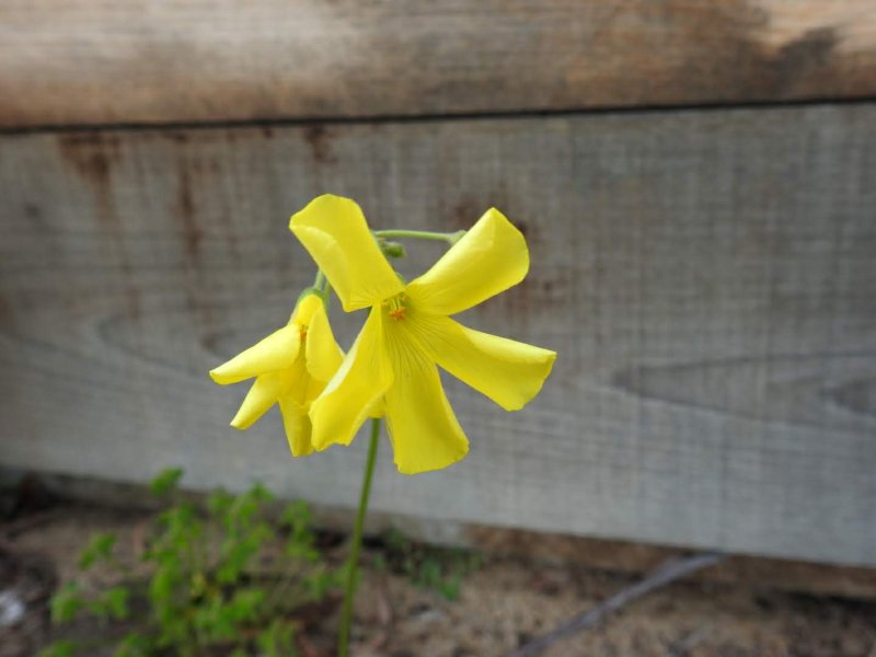 Oxalis pes-caprae