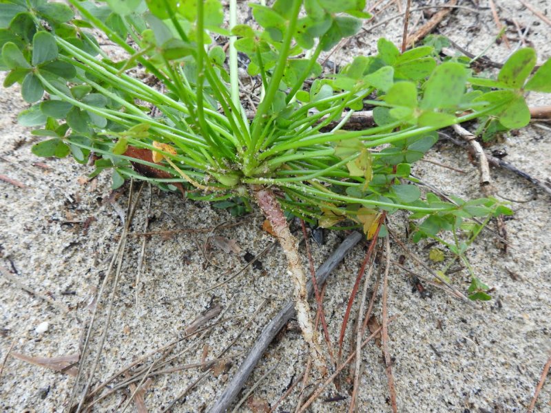 Oxalis pes-caprae