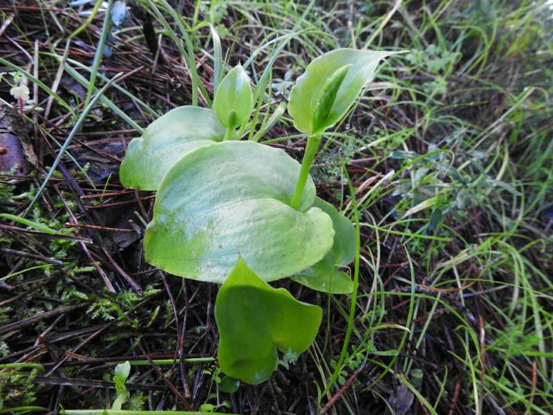 Gennaria diphylla