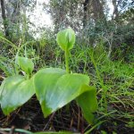Gennaria diphylla