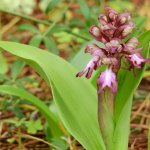 Himantoglossum robertianum