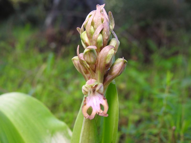 Himantoglossum robertianum