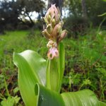 Himantoglossum robertianum