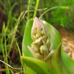 Himantoglossum robertianum