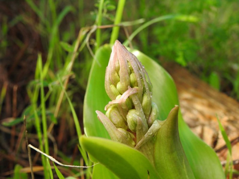 Himantoglossum robertianum