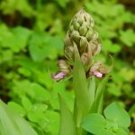 Himantoglossum robertianum