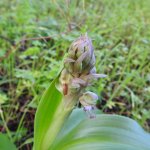 Himantoglossum robertianum