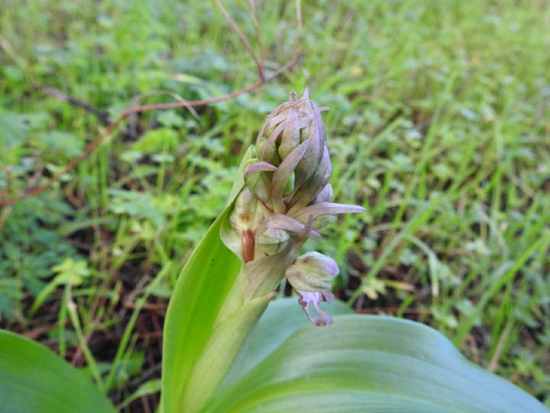 Himantoglossum robertianum