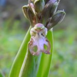 Himantoglossum robertianum