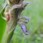 Himantoglossum robertianum