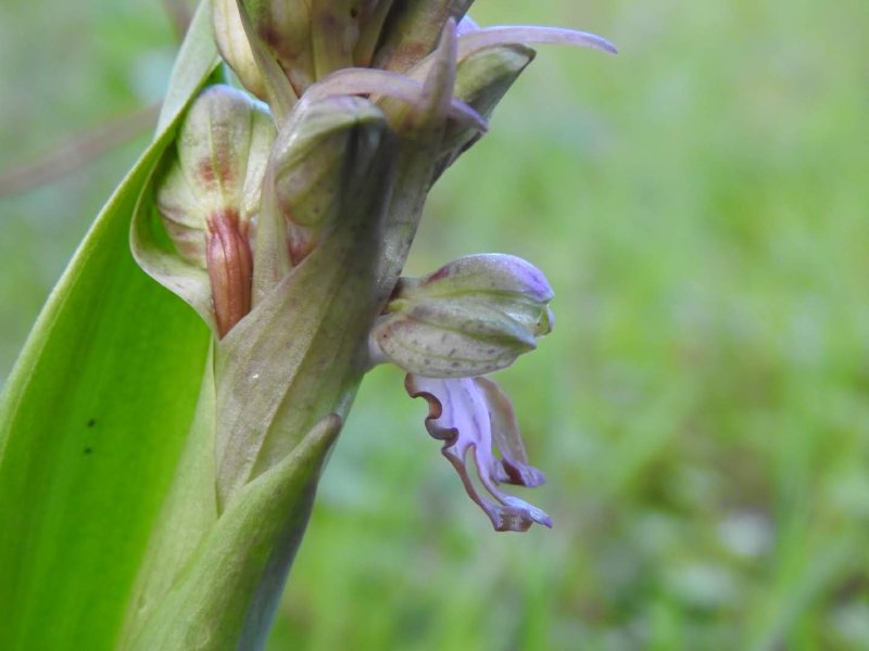 Himantoglossum robertianum