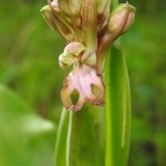 Himantoglossum robertianum