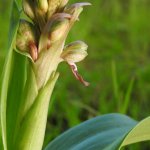 Himantoglossum robertianum