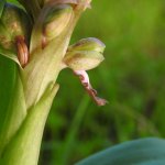 Himantoglossum robertianum