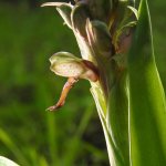 Himantoglossum robertianum