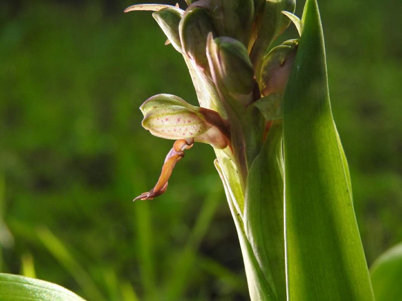Himantoglossum robertianum
