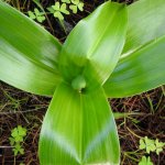 Himantoglossum robertianum