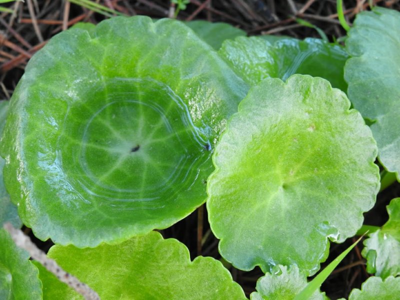 Hydrocotyle vulgaris