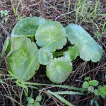 Hydrocotyle vulgaris