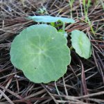 Hydrocotyle vulgaris