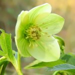 Helleborus viridis