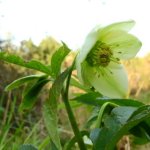 Helleborus viridis