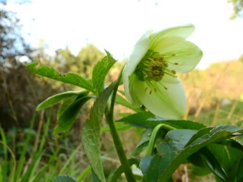 Helleborus viridis