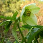 Helleborus viridis