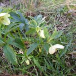 Helleborus viridis