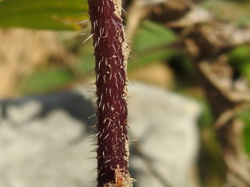 Mutarda nigra