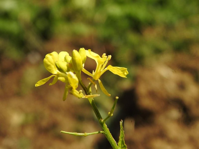 Mutarda nigra